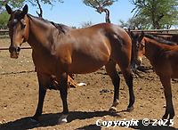 Avant Smith Flys Spanish Jewel Loading...